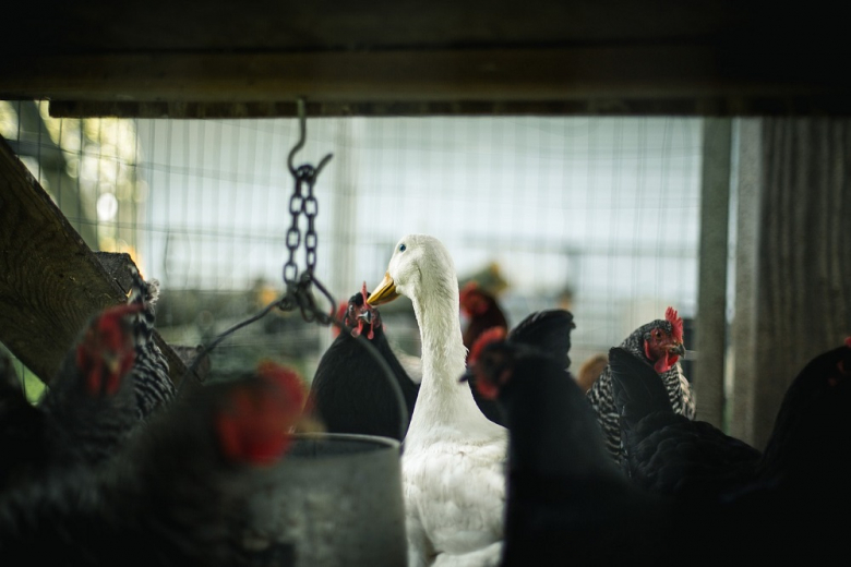 За апрель в мире зафиксировано 794 очага птичьего гриппа